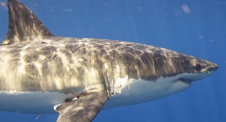 Quanto tempo vive um tubarão branco?