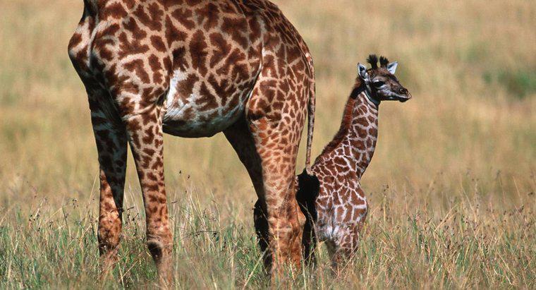 Como são chamadas as girafas do bebê?