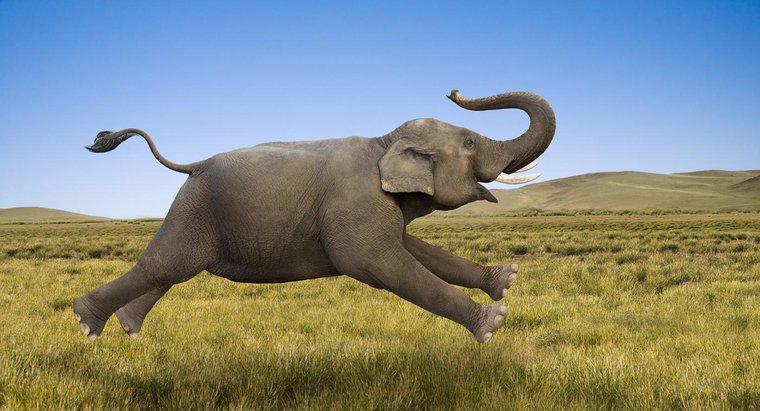 Quão rápido um elefante pode correr?