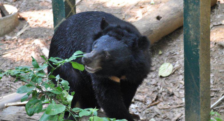 Quanto tempo vive um urso preto?