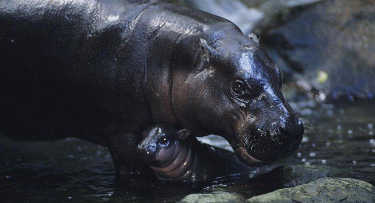Quais são as adaptações de um hipopótamo pigmeu?