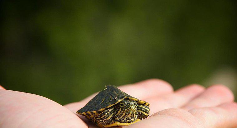 Qual é o menor tipo de tartaruga?
