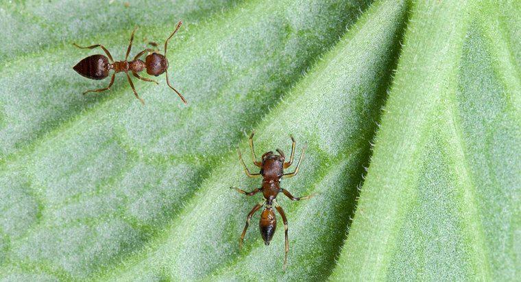 O amido de milho mata formigas?