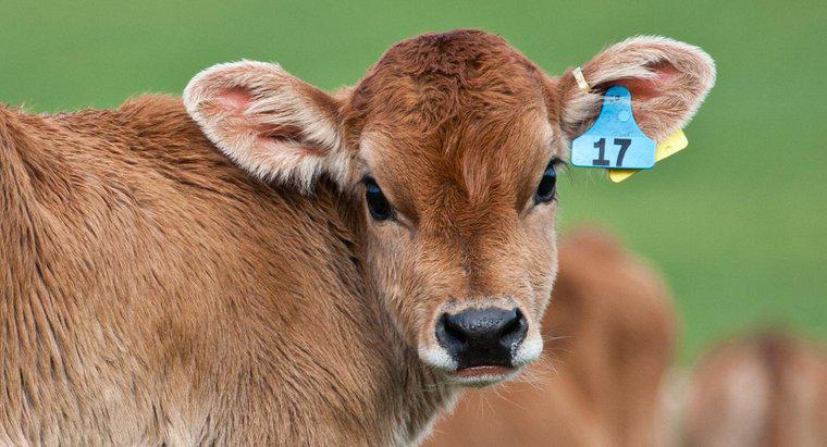 Quanto tempo uma vaca carrega um bezerro?