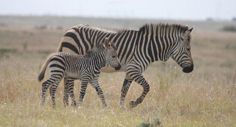 Como as zebras se comportam?