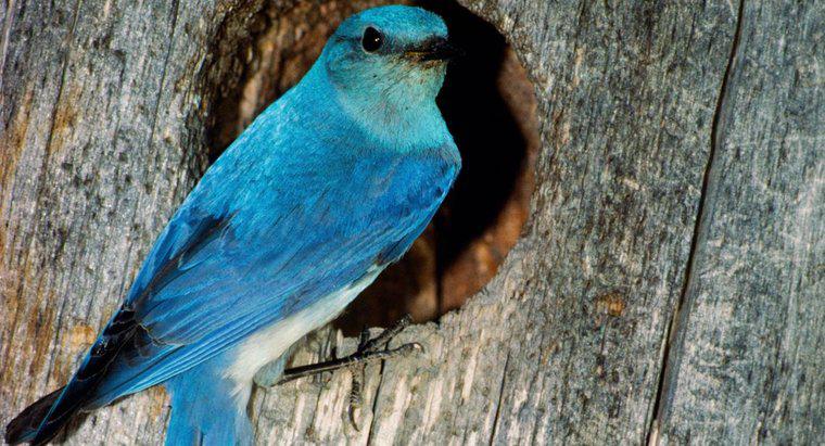 O que um Bluebird simboliza?