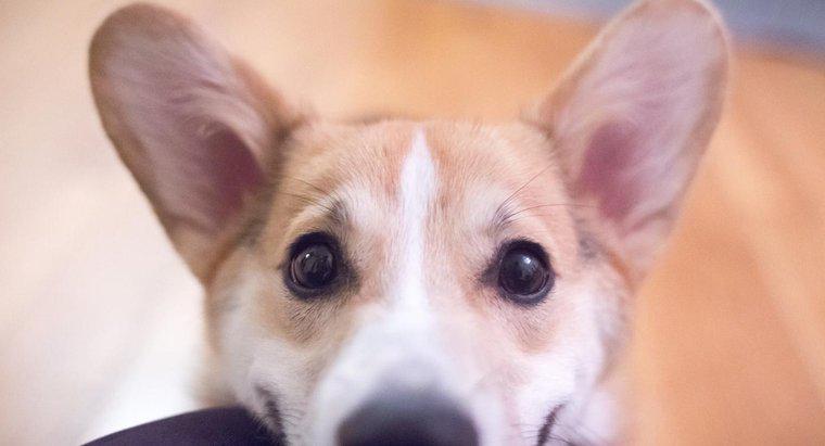 Quais são os problemas comuns com as orelhas dos cães?