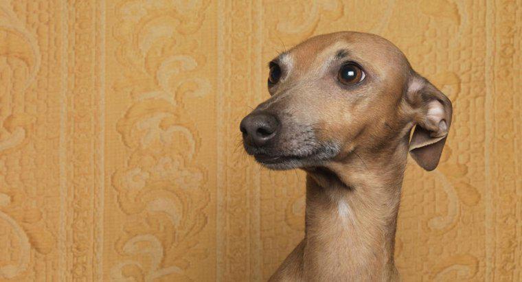 Por que os cães colocam suas orelhas de volta?