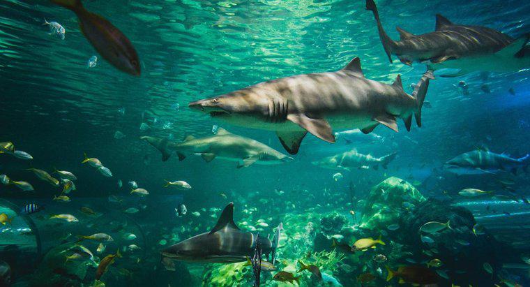 Como os tubarões se adaptam ao seu ambiente?