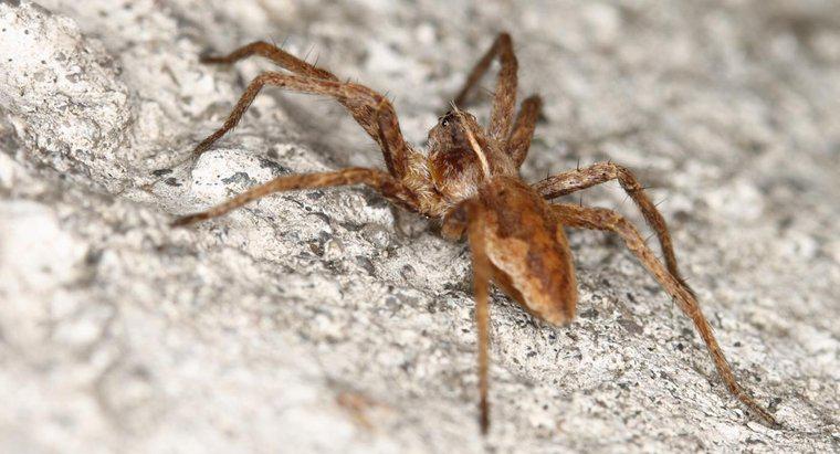 Onde você pode encontrar recursos e fotos para identificar a aranha marrom reclusa?