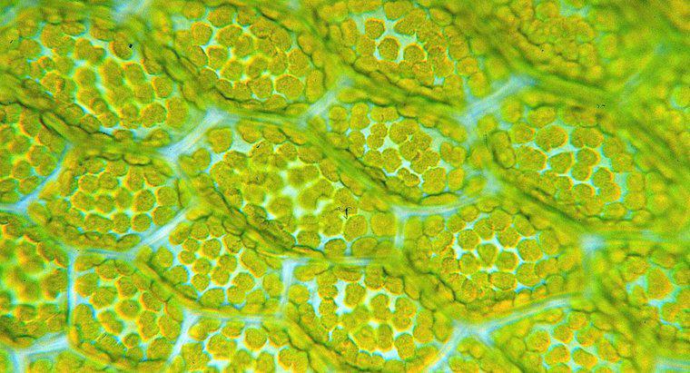 Qual é a função dos cloroplastos?
