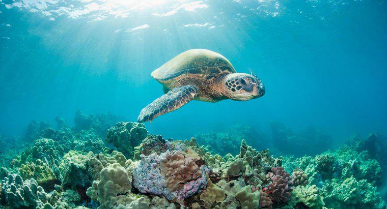 Qual é a expectativa de vida de uma tartaruga marinha?