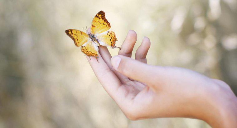 Qual é o significado de uma borboleta pousando em você?