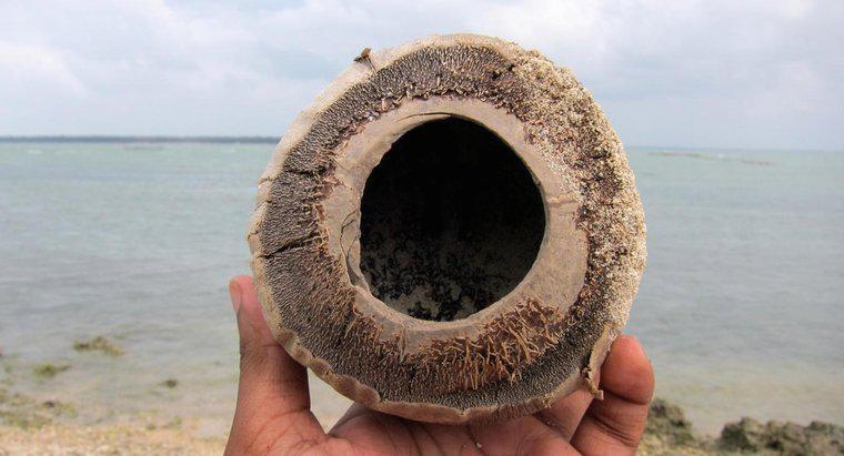 O que é fibra de casca de coco?
