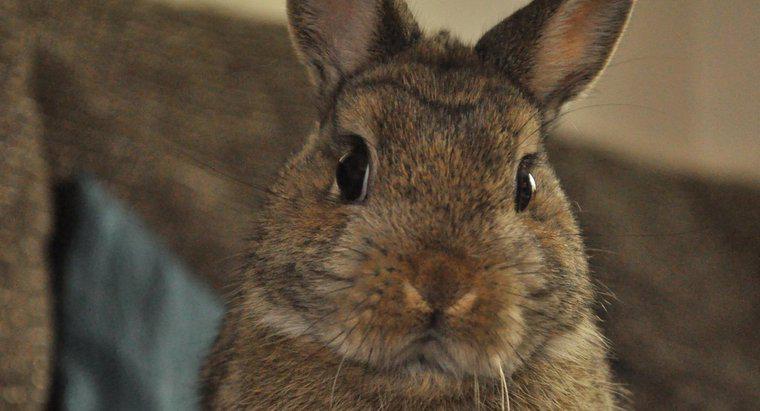 O que os coelhos anões da Holanda comem?