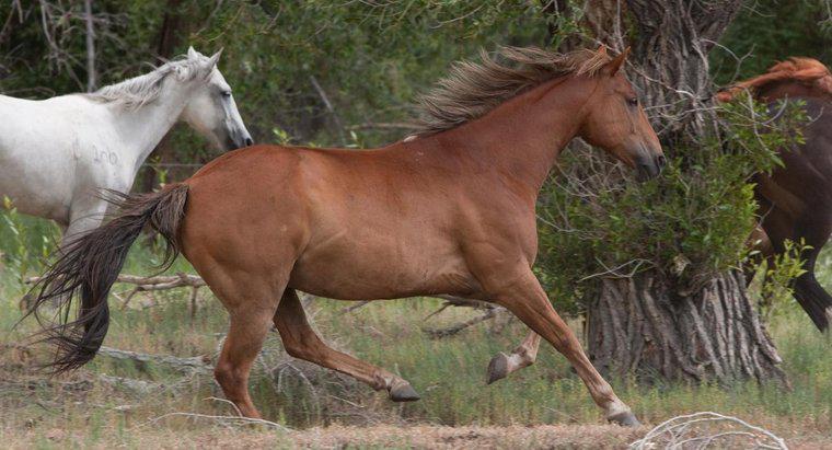 O que é o habitat de um cavalo?