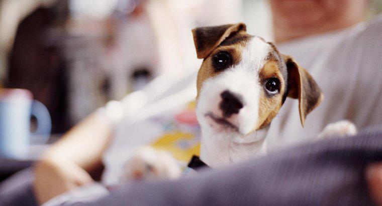 O que os Jack Russell Terriers comem?