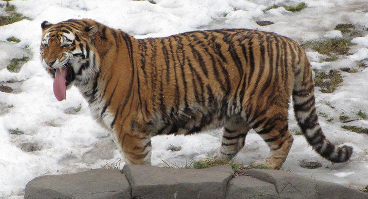 Quais são as semelhanças e diferenças entre o tigre siberiano e o tigre de Bengala?