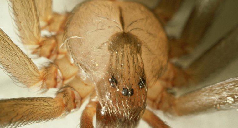 Como você pode identificar uma aranha marrom reclusa?