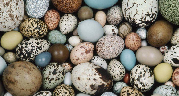 Quais animais botam ovos?