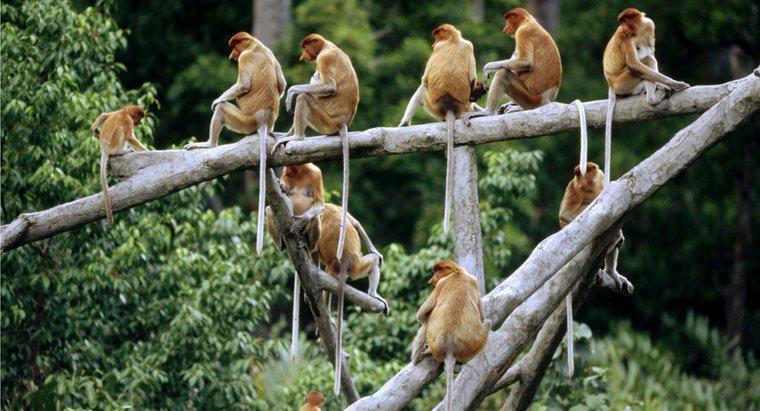 Como é chamado um grupo de macacos?