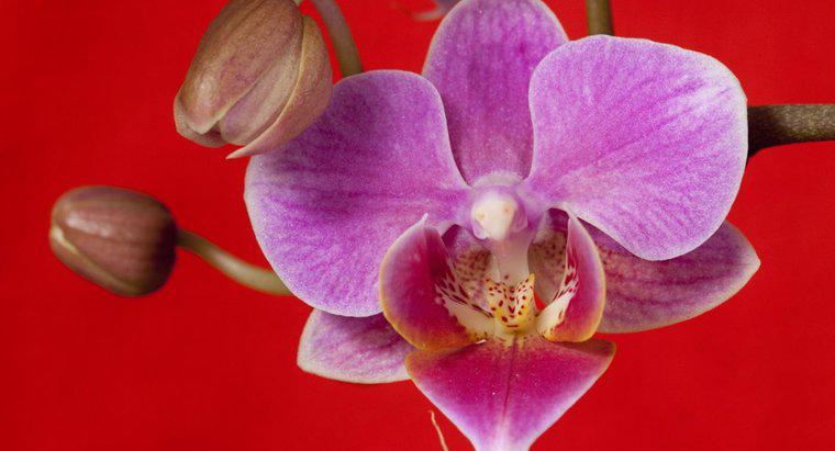 As orquídeas são venenosas?