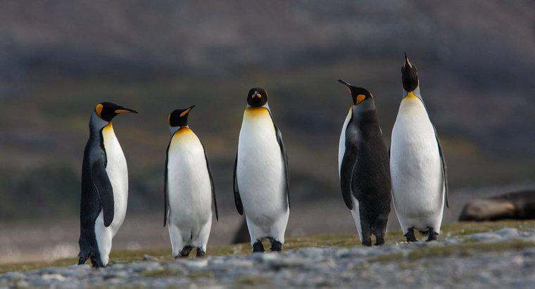 Como os pinguins sobrevivem na Antártica?