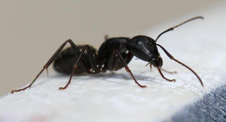 Como você extermina formigas de carpinteiro?