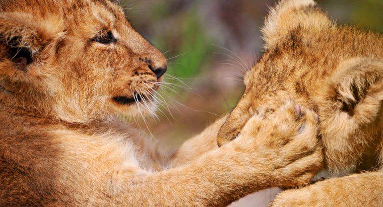 Por que os leões têm patas dianteiras equipadas com garras retráteis longas?
