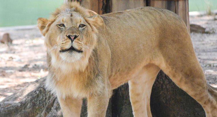 Quantas espécies de leões existem?