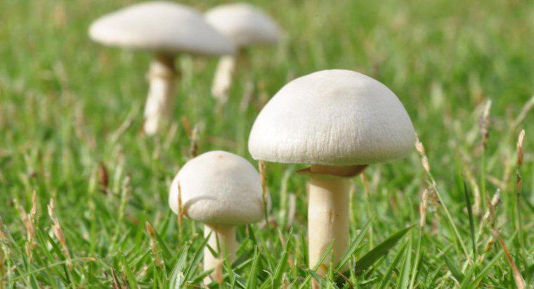 Em qual grupo de alimentos os cogumelos se encaixam?