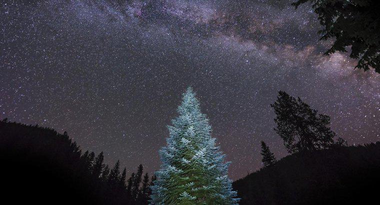 Qual é a maior árvore de Natal viva do mundo?