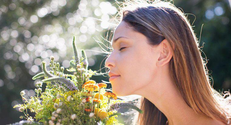 Quais são as possíveis causas de um sentido de olfato aguçado?