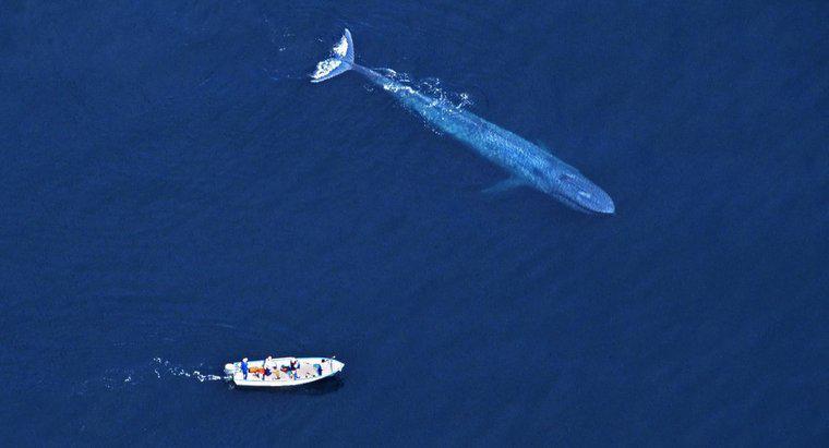 A baleia azul é maior que um dinossauro?