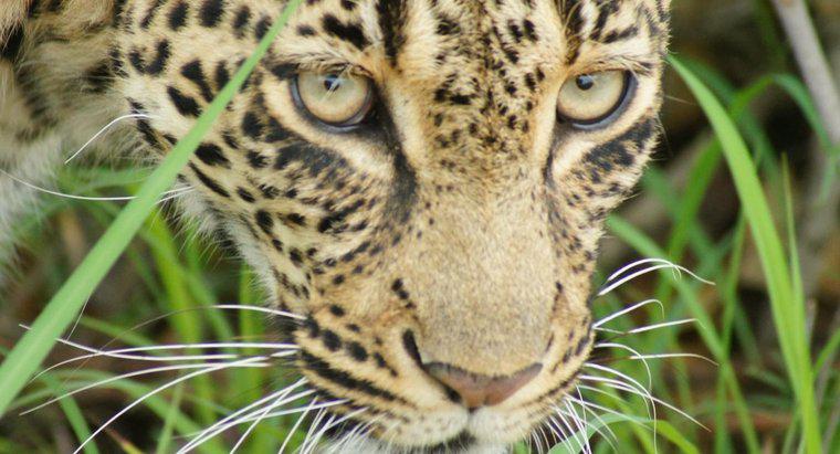 Onde os leopardos vivem na África?