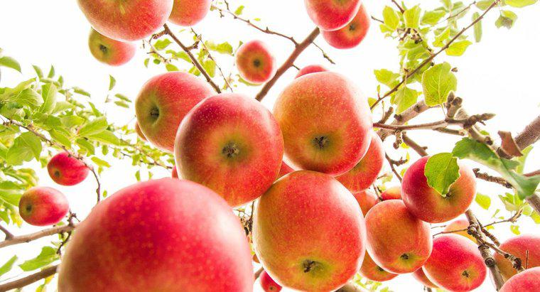 Quantas maçãs produzem as macieiras?
