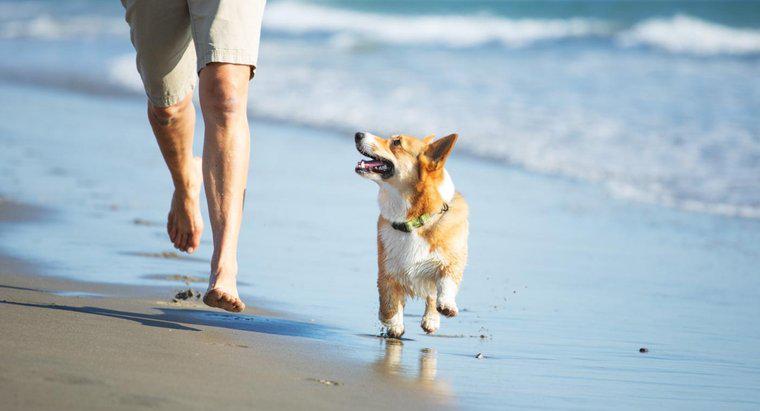 O que acontece se um cachorro comer areia?
