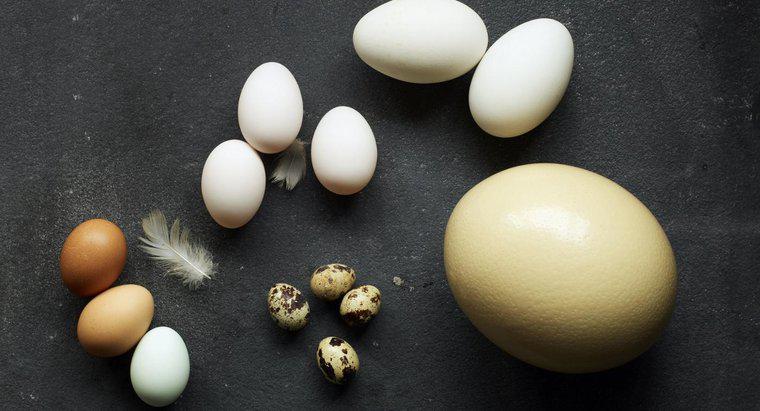 Quantos ovos de galinha é equivalente a um ovo de avestruz?