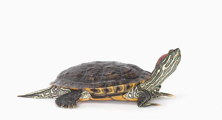O que as tartarugas deslizantes da barriga amarela comem?