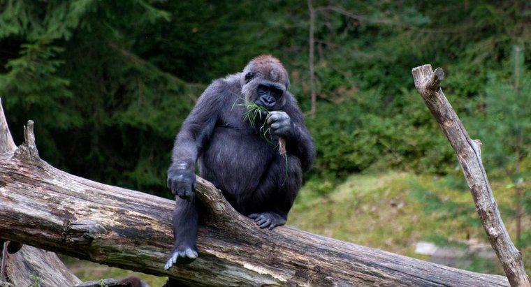 Gorilas comem carne?