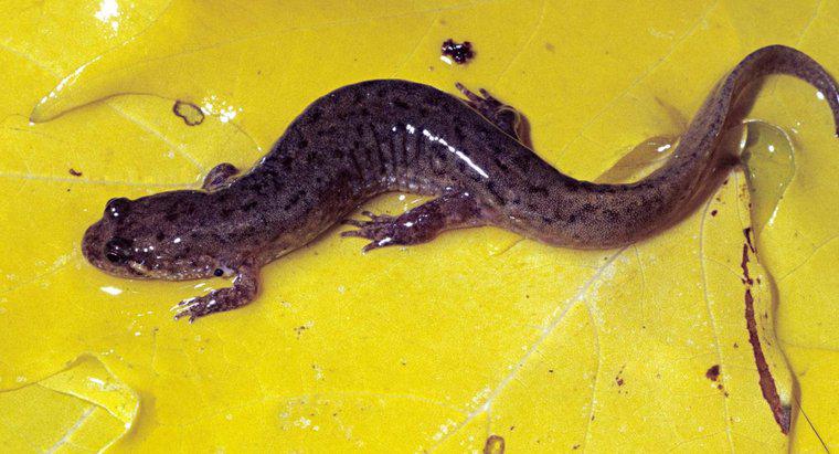 O que é uma salamandra escura?