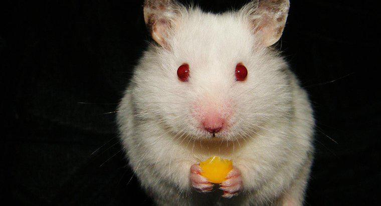Os hamsters podem comer queijo?