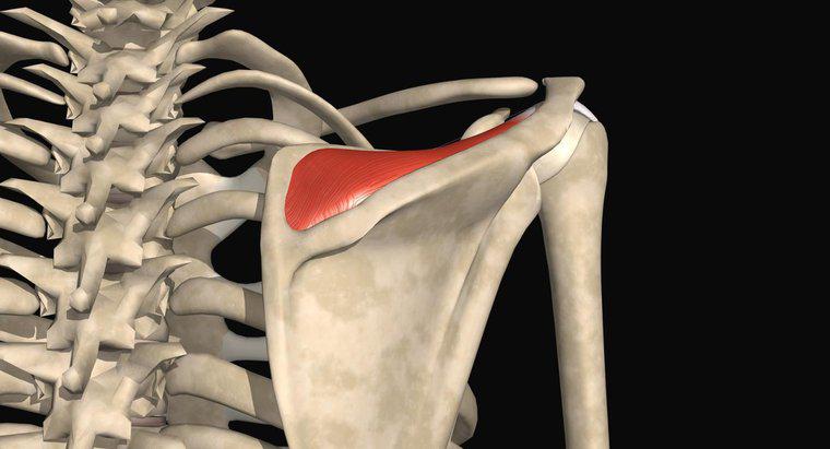 O que é uma pequena laceração do tendão supraespinhoso distal intersticial?