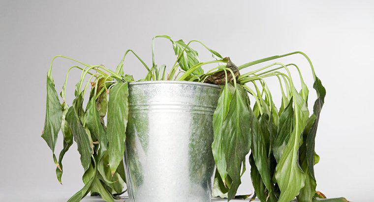 Como é cientificamente possível trazer uma planta morta de volta à vida?