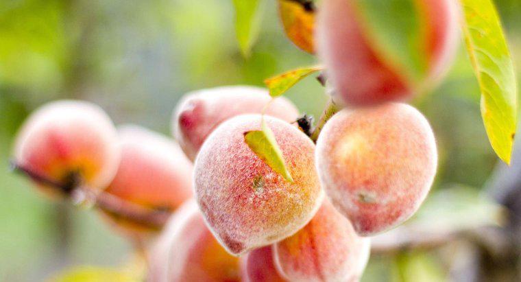Quais são as diferenças entre uma nectarina e um pêssego?