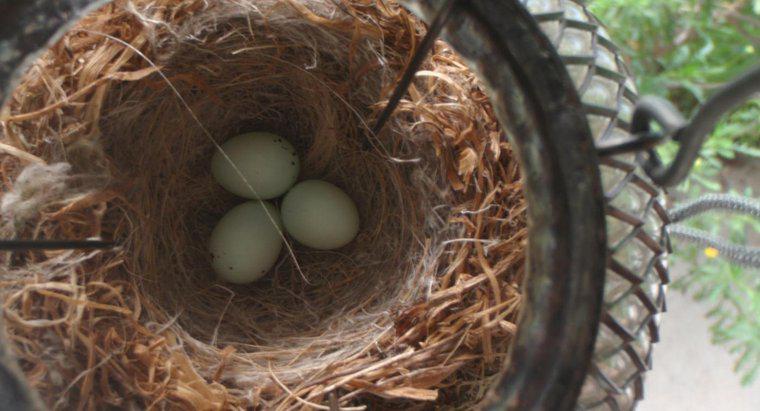 Quanto tempo leva para os ovos de Finch eclodirem?