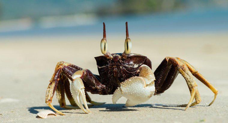 O que os caranguejos do oceano comem?