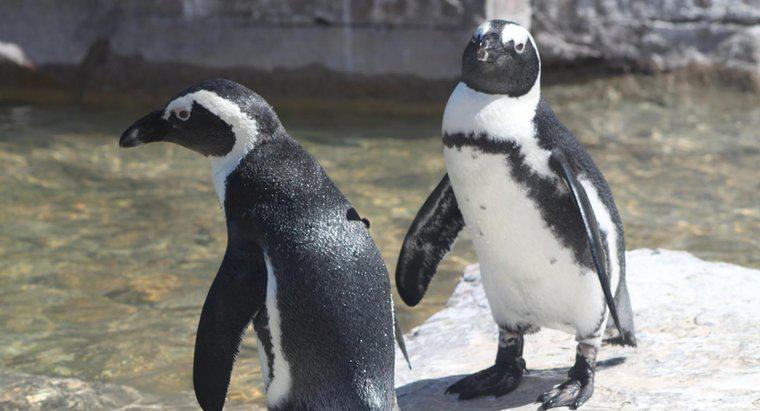 Por quanto tempo os pinguins podem permanecer debaixo d'água?