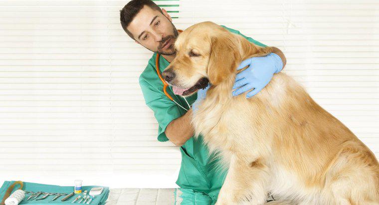 Com que frequência os cães precisam de vacinas contra a raiva em Nova York?