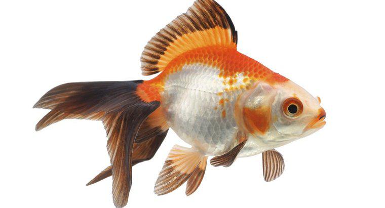 O que significa quando o peixe dourado fica preto?